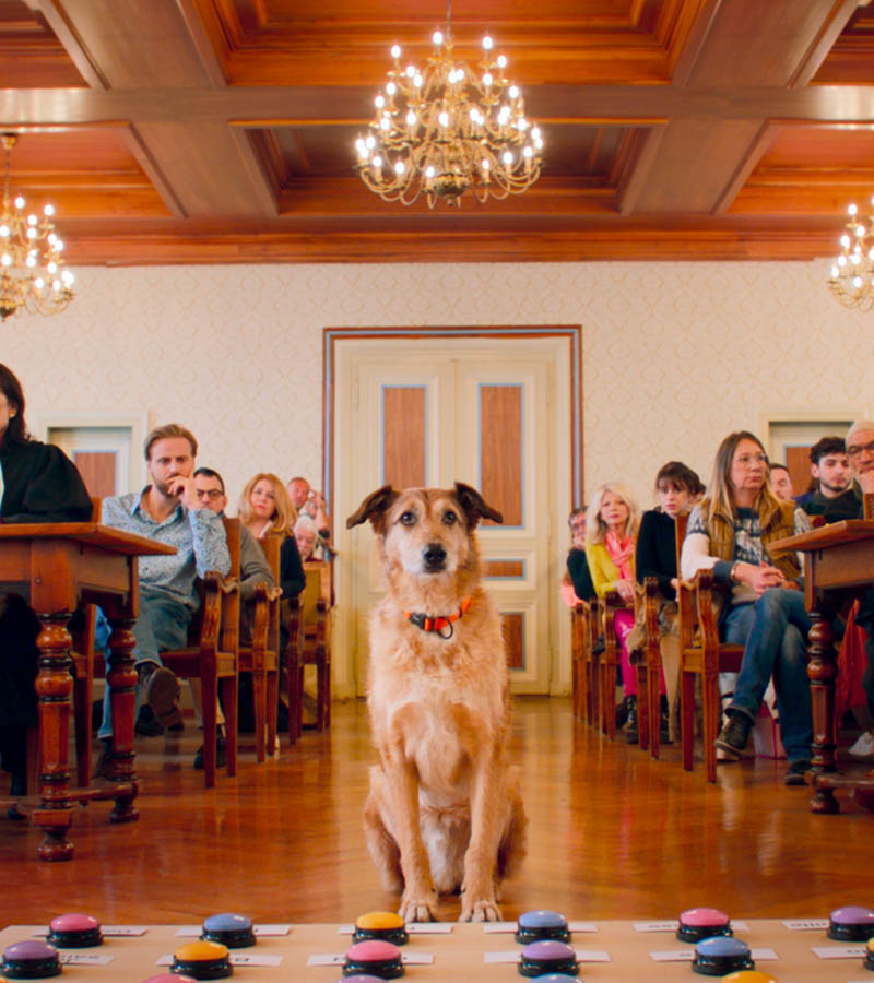 affiche du film Le procès du chien