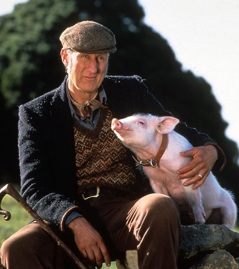 affiche du film Pirate Movie Club : Babe